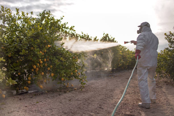 Best Affordable Pest Control Services  in Ferndale, MD