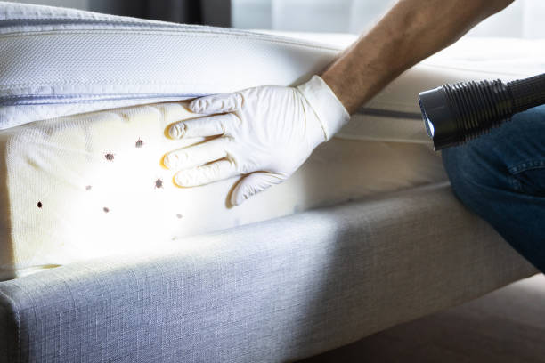 Reliable Ferndale, MD Pest Control Solutions