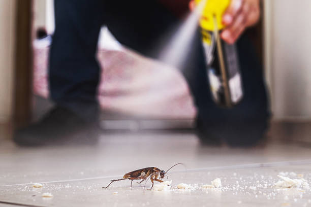 Best Termite Control Services  in Ferndale, MD